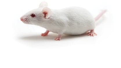 B6ALBINO